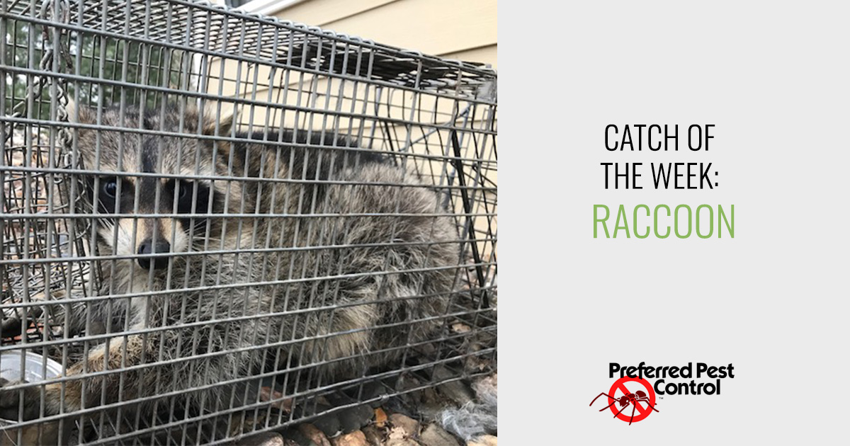 Keep Raccoons Out | Preferred Pest Control